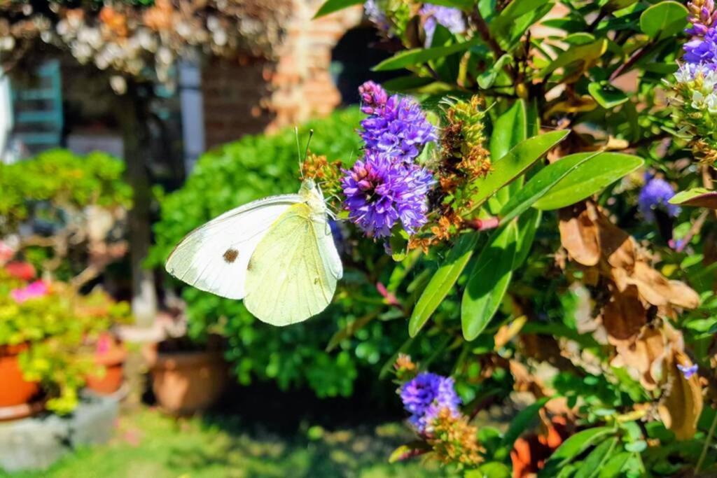 Bellavista La Tua Romantica Vacanza Sul Trasimeno Apartment Castiglione del Lago Ngoại thất bức ảnh