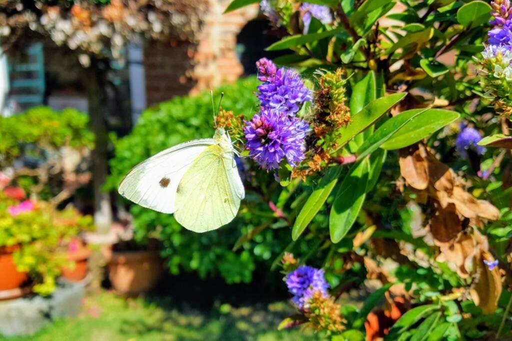 Bellavista La Tua Romantica Vacanza Sul Trasimeno Castiglione del Lago Ngoại thất bức ảnh
